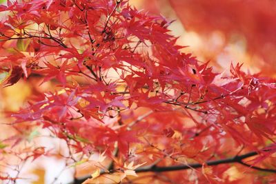 Close-up of maple leaves on tree