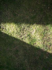 Close-up of grass
