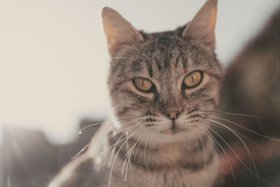 Close-up portrait of cat