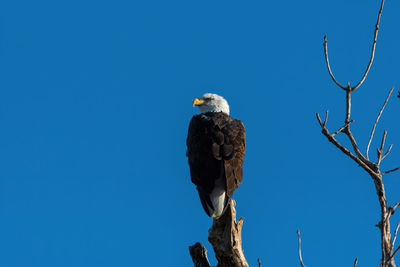A majestic bald eagle looking off to the side from its perch high in a bare tree.