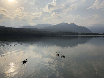 View of ducks swimming in lake