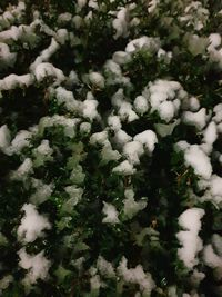 Full frame shot of snow covered plants