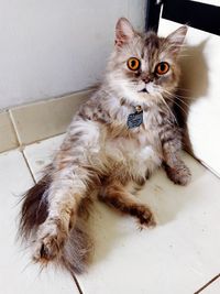 High angle view of cat sitting on floor