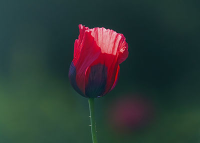 Close-up of red rose