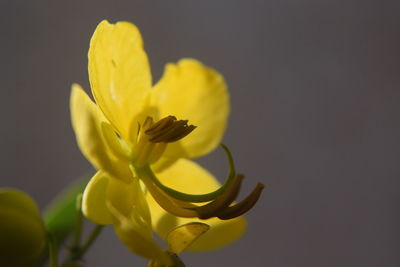 Close-up of yellow flower against white background