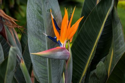 Close-up of orange flower