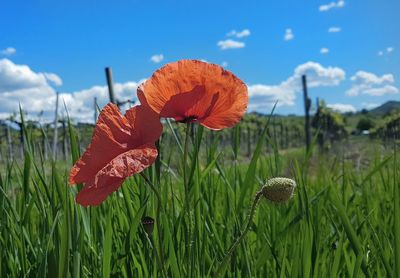 Close-up of poppy on field against sky