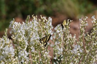 Close-up of butterfly perching on flower