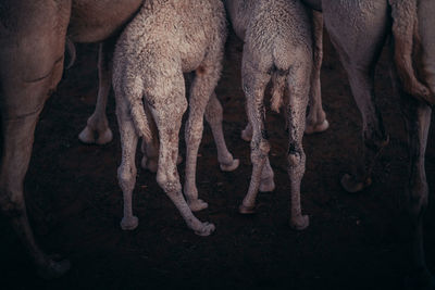 Close-up of mammals standing on field