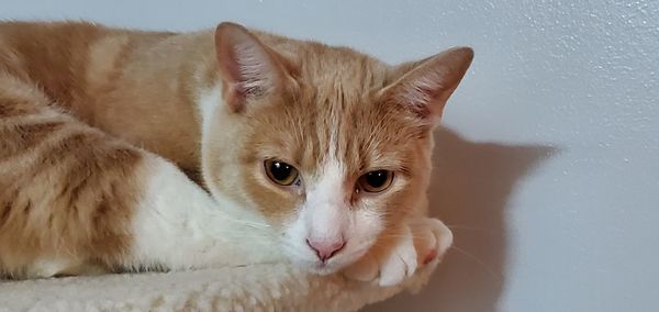 Close-up portrait of ginger cat