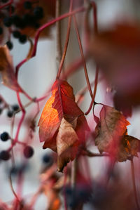 Close-up of maple leaves on branch