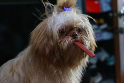 Close-up portrait of dog sticking out tongue