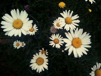 High angle view of daisies