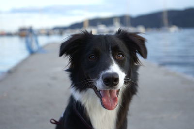 Close-up portrait of dog