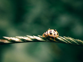 Close-up of ladybug on leaf