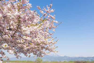 Cherry blossoms and snow-capped mountains