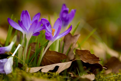 Close-up of purple crocus flowers on field