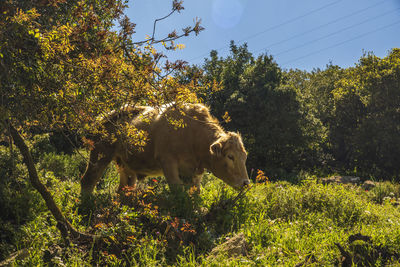 A herd of cows grazing on grass in front of a forest. travel concept hiking. north district israel