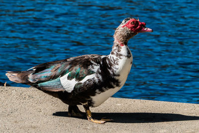 Close-up of bird perching by sea