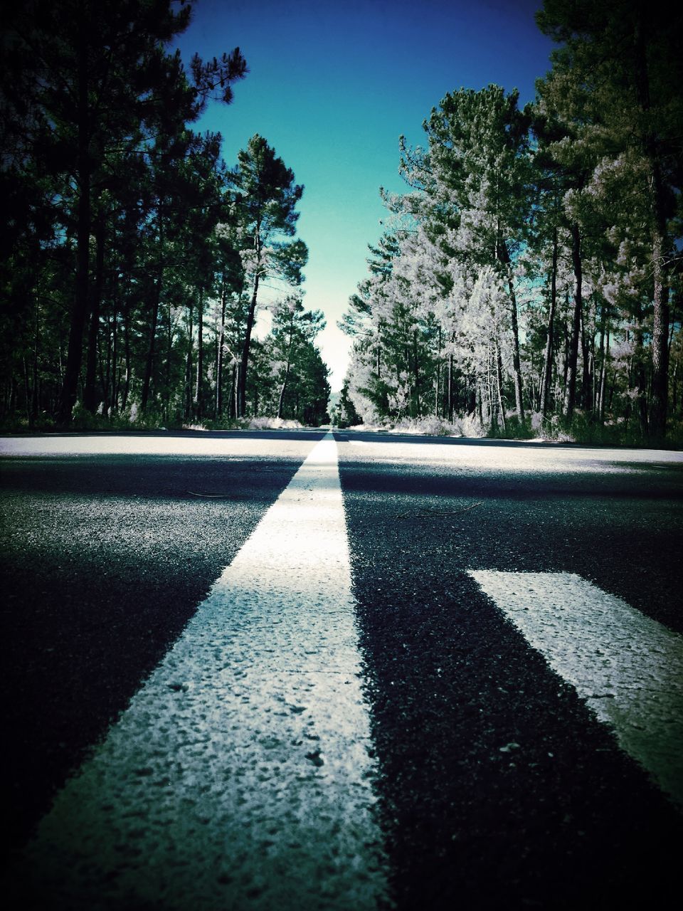 tree, the way forward, road marking, road, asphalt, diminishing perspective, shadow, vanishing point, sunlight, street, day, transportation, no people, blue, surface level, clear sky, outdoors, nature, sky, tranquility