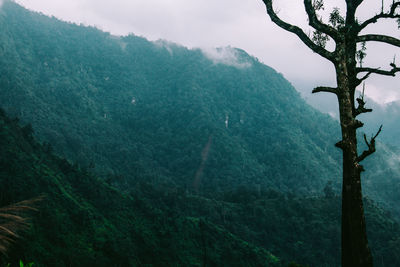 Scenic view of tree mountains during winter