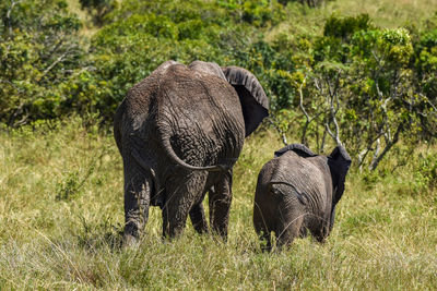 Elephants on field