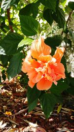 Close-up of orange day lily blooming outdoors