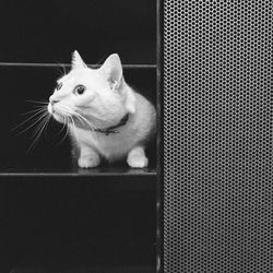 Scared white cat hiding in shelf