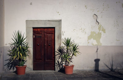 Potted plants outside house