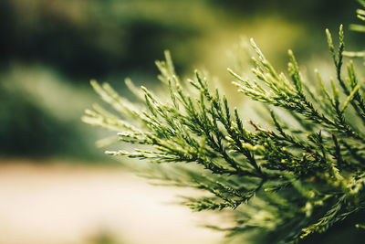 Close-up of pine tree