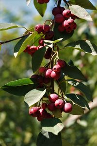 Close-up of red berries growing on tree