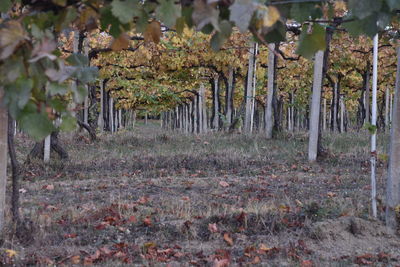 Trees in forest