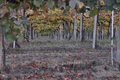 Trees in forest