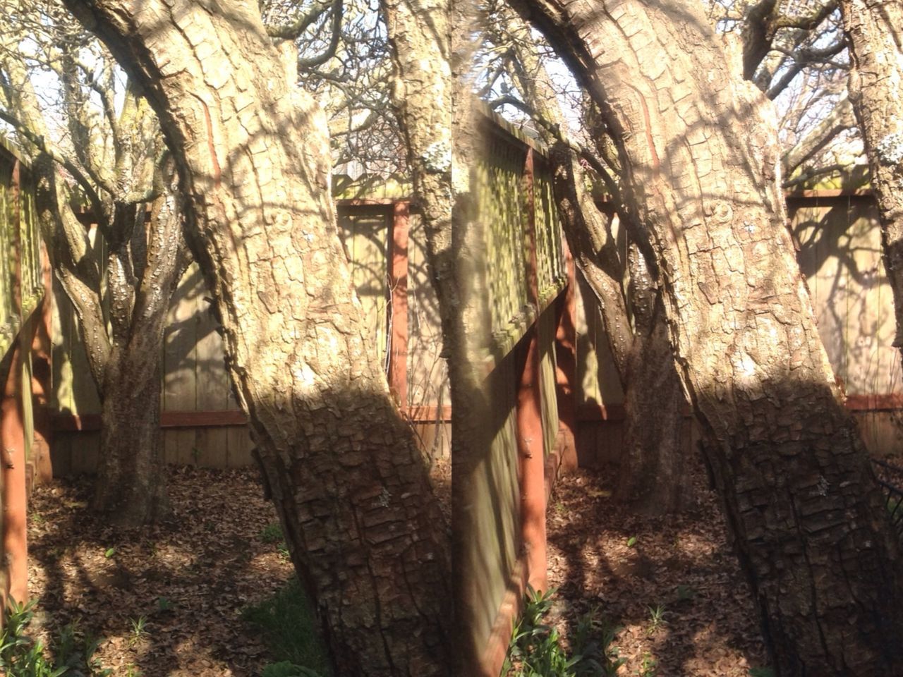 tree, growth, branch, built structure, architecture, tree trunk, plant, building exterior, nature, house, day, sunlight, outdoors, tranquility, no people, bare tree, forest, wood - material, clear sky, low angle view