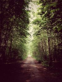 Road passing through forest