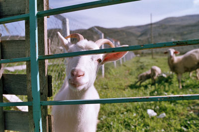 Close-up photo of goat