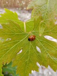 Close-up of ladybug on leaf