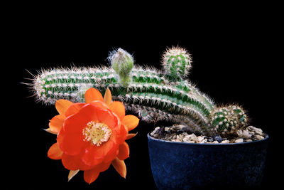 Close-up of potted cactus flower against black background