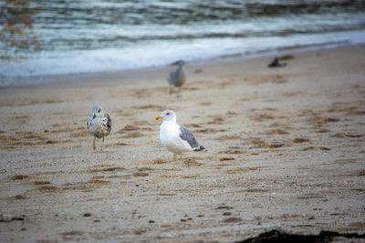 Seagulls on beach