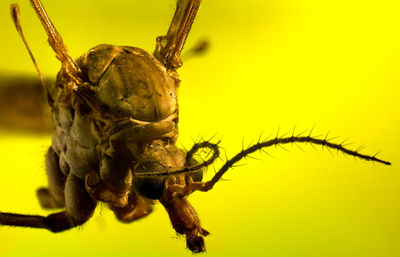 Close-up of insect on yellow leaf