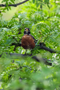 Bird perching on a plant