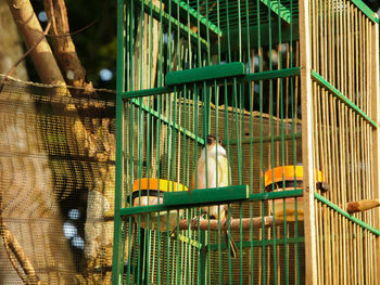 Low angle view of bird in cage