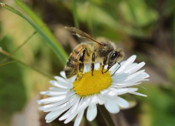 Close-up of bee pollinating on daisy flower