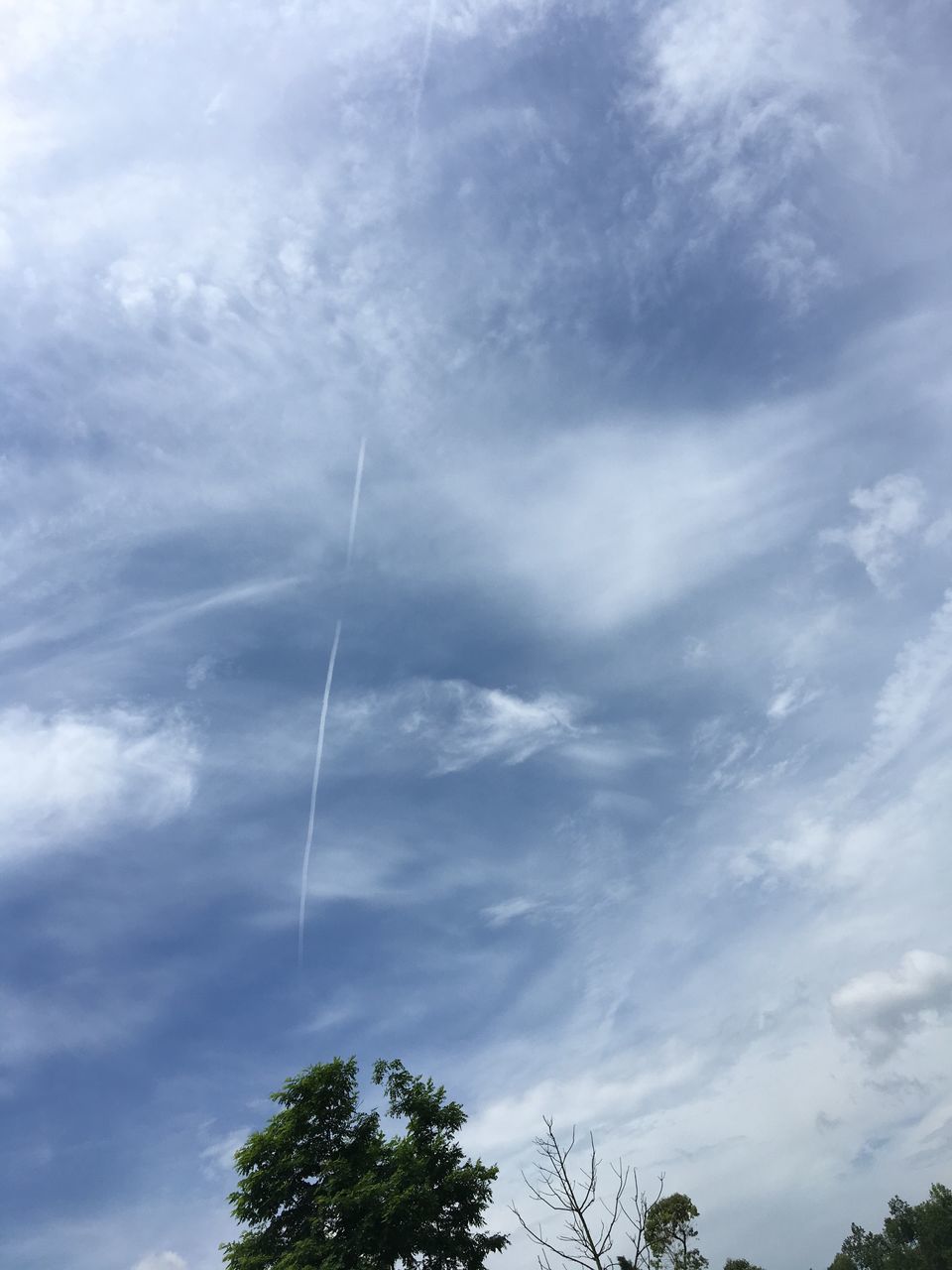 low angle view, cloud - sky, sky, tree, nature, beauty in nature, day, outdoors, no people, scenics, contrail, blue, growth, vapor trail