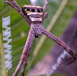 Close-up of insect on tree