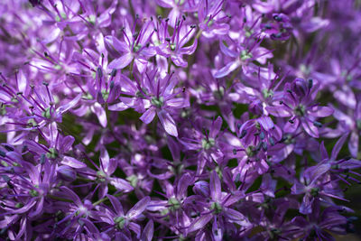 Close-up of purple flowering plants