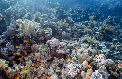 coral reef