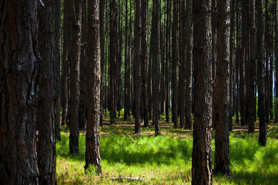 Pine trees in forest