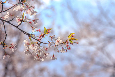 Low angle view of cherry blossoms in spring