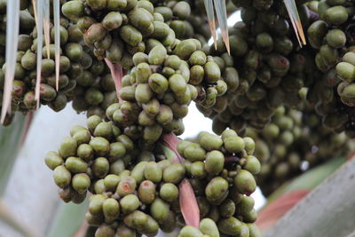 Close-up of grapes in vineyard